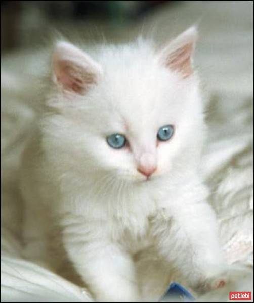 Chinchilla, Kedi  Mmuz fotoğrafı