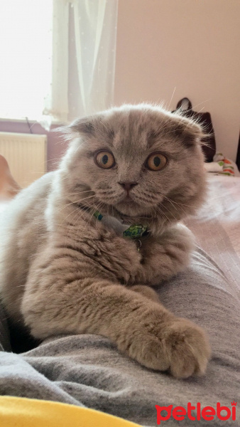 Scottish Fold, Kedi  Luna fotoğrafı