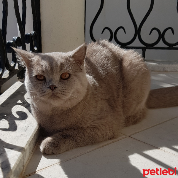British Shorthair, Kedi  Cesur fotoğrafı