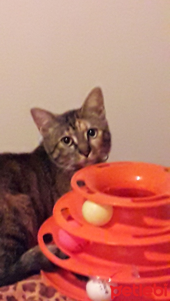 Tekir Kedi, Kedi  Kardeşliğin en tatlı hali fotoğrafı