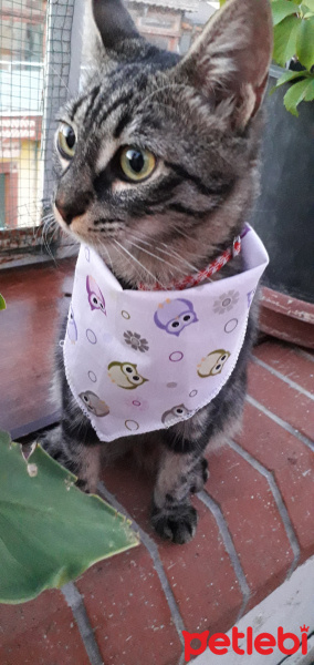 Tekir Kedi, Kedi  Kardeşliğin en tatlı hali fotoğrafı