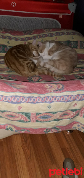 Tekir Kedi, Kedi  Kardeşliğin en tatlı hali fotoğrafı