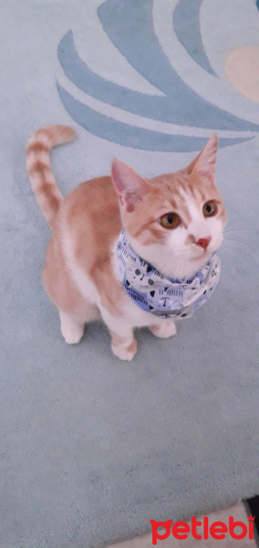 Tekir Kedi, Kedi  Kardeşliğin en tatlı hali fotoğrafı