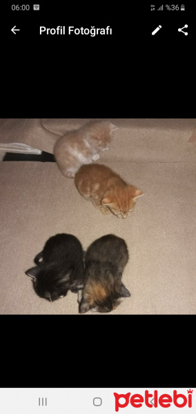 Tekir Kedi, Kedi  Kardeşliğin en tatlı hali fotoğrafı