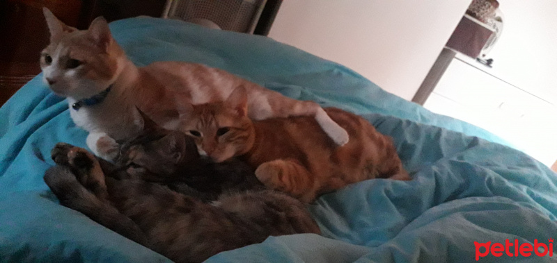 Tekir Kedi, Kedi  Kardeşliğin en tatlı hali fotoğrafı