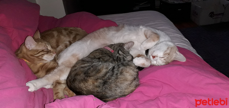 Tekir Kedi, Kedi  Kardeşliğin en tatlı hali fotoğrafı