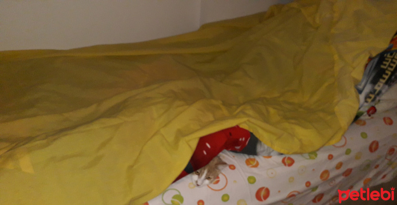 Tekir Kedi, Kedi  Kardeşliğin en tatlı hali fotoğrafı