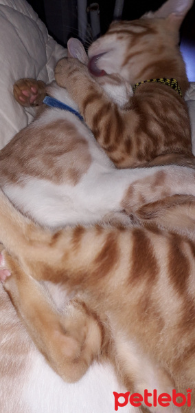 Tekir Kedi, Kedi  Kardeşliğin en tatlı hali fotoğrafı