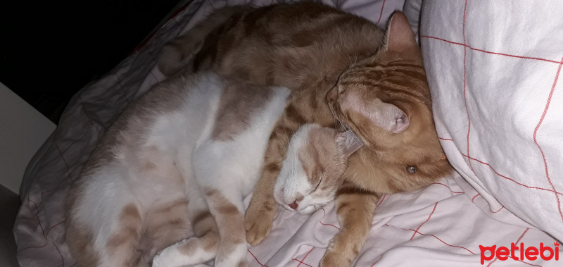 Tekir Kedi, Kedi  Kardeşliğin en tatlı hali fotoğrafı