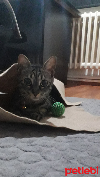 Tekir Kedi, Kedi  Kardeşliğin en tatlı hali fotoğrafı