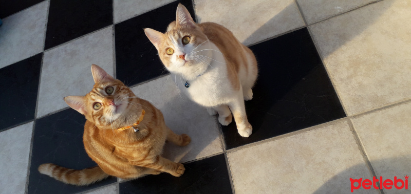 Tekir Kedi, Kedi  Kardeşliğin en tatlı hali fotoğrafı