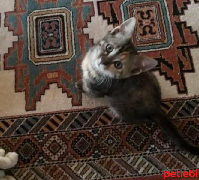 Tekir Kedi, Kedi  Kardeşliğin en tatlı hali fotoğrafı