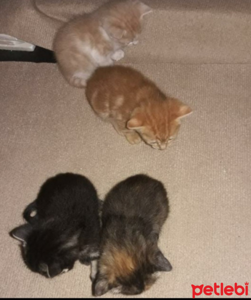 Tekir Kedi, Kedi  Kardeşliğin en tatlı hali fotoğrafı