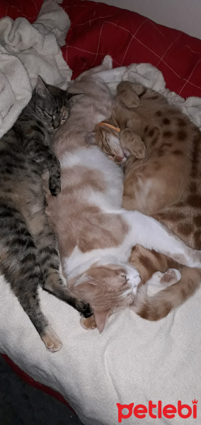 Tekir Kedi, Kedi  Kardeşliğin en tatlı hali fotoğrafı