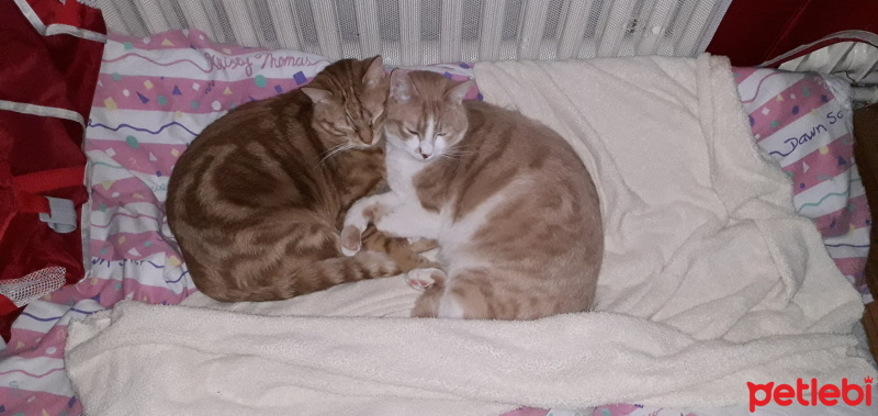 Tekir Kedi, Kedi  Kardeşliğin en tatlı hali fotoğrafı