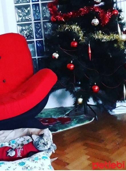 Tekir Kedi, Kedi  Kardeşliğin en tatlı hali fotoğrafı
