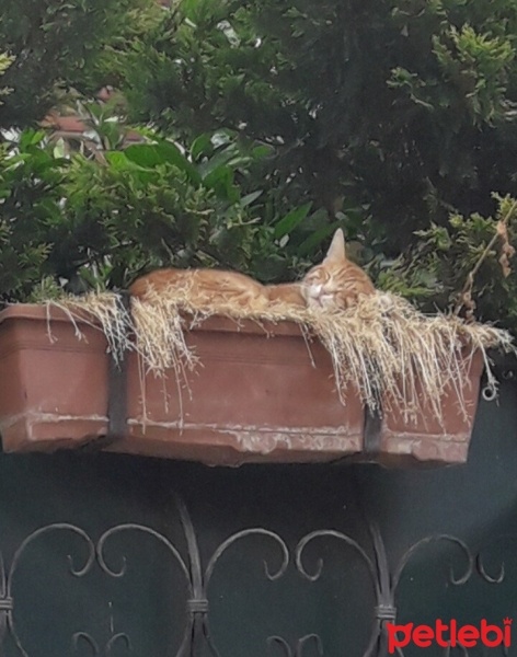 Tekir Kedi, Kedi  Kardeşliğin en tatlı hali fotoğrafı