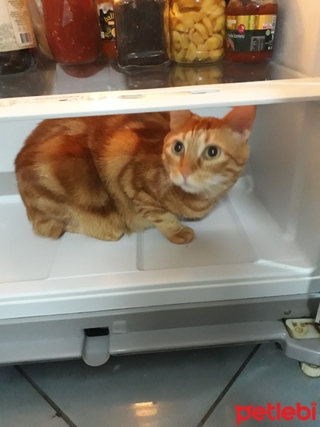 Tekir Kedi, Kedi  Kardeşliğin en tatlı hali fotoğrafı