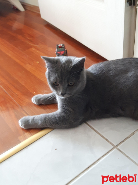 British Shorthair, Kedi  Boncuk duman fotoğrafı