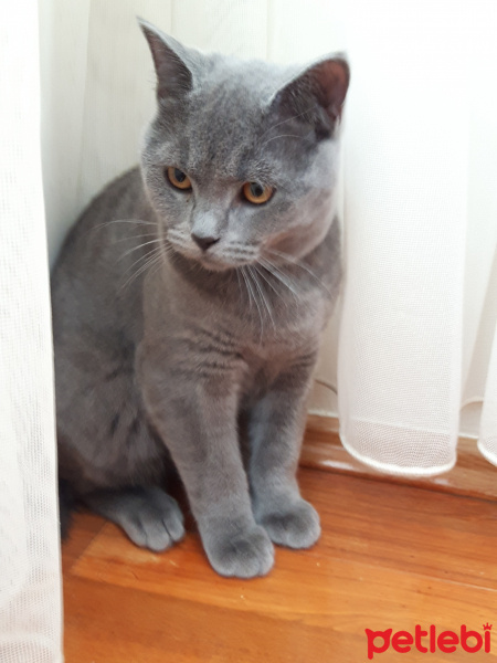 British Shorthair, Kedi  Boncuk duman fotoğrafı