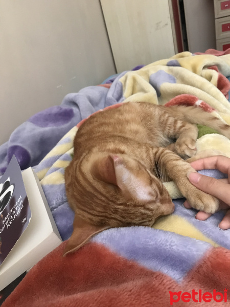 Sarman, Kedi  Viski fotoğrafı