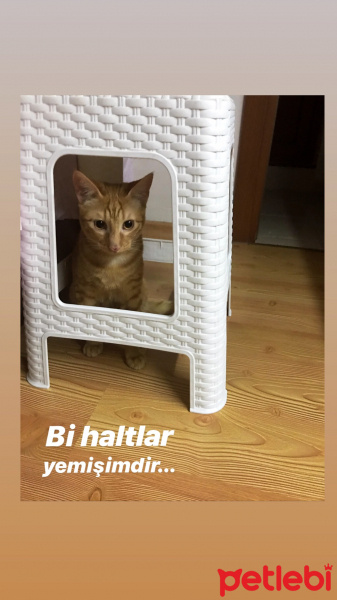 Sarman, Kedi  Viski fotoğrafı