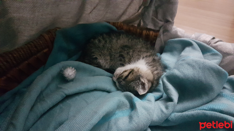 Tekir Kedi, Kedi  Romeo fotoğrafı