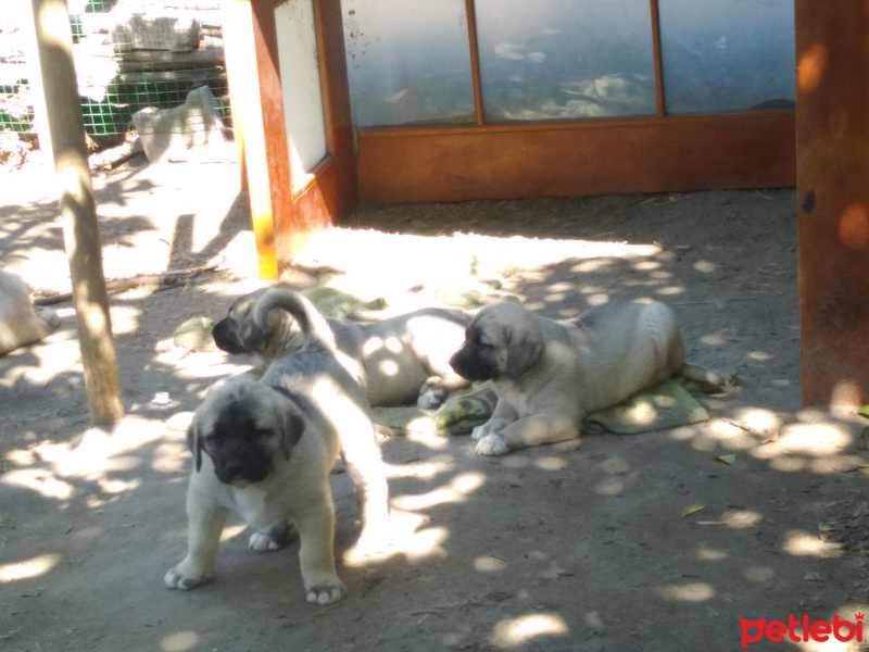 Kangal, Köpek  Kangal fotoğrafı