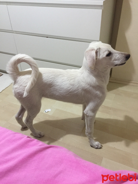 Golden Retriever, Köpek  Pamuk fotoğrafı