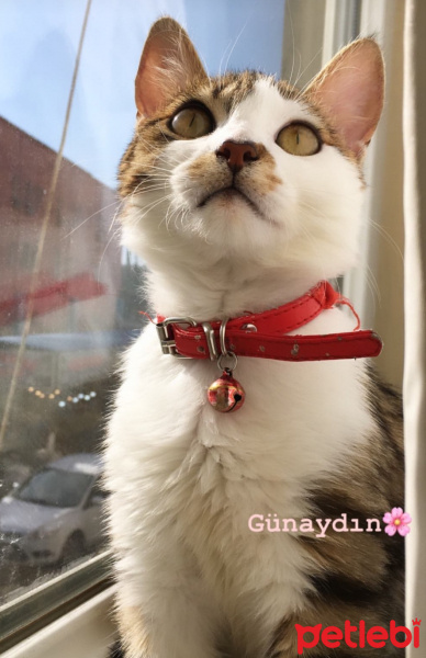 Tekir Kedi, Kedi  Şevket fotoğrafı