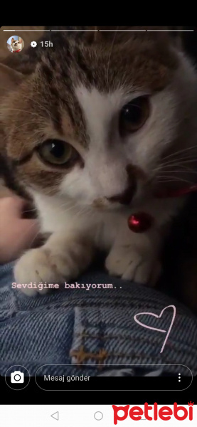 Tekir Kedi, Kedi  Şevket fotoğrafı