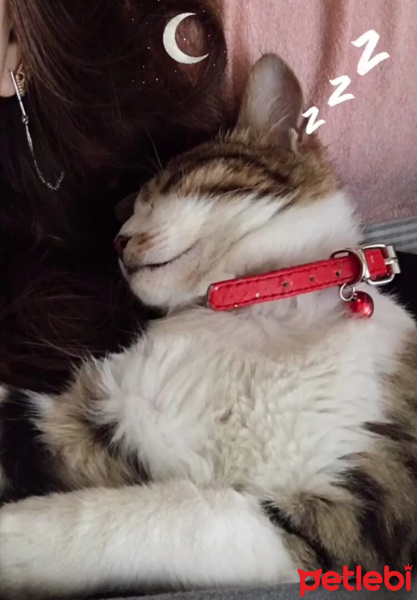 Tekir Kedi, Kedi  Şevket fotoğrafı