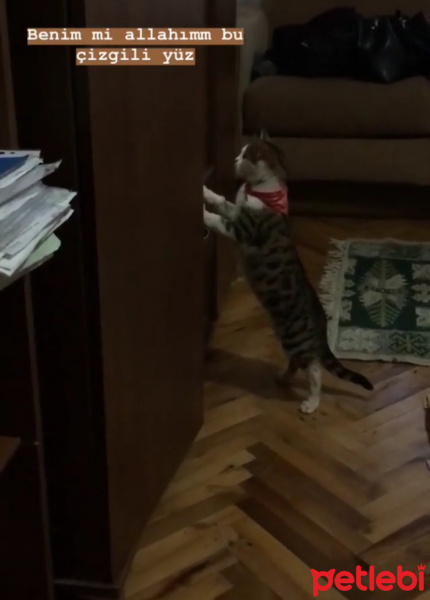 Tekir Kedi, Kedi  Şevket fotoğrafı