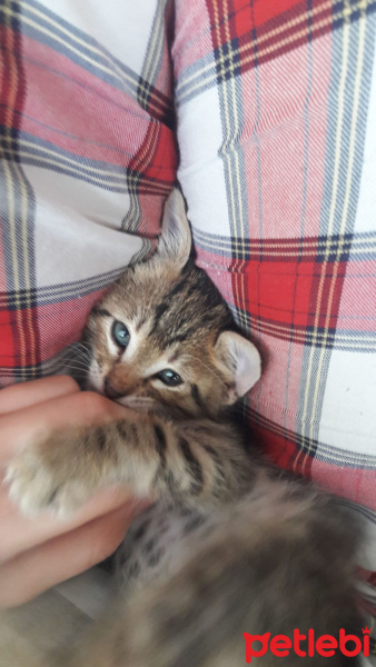 Tekir Kedi, Kedi  Mıncır fotoğrafı