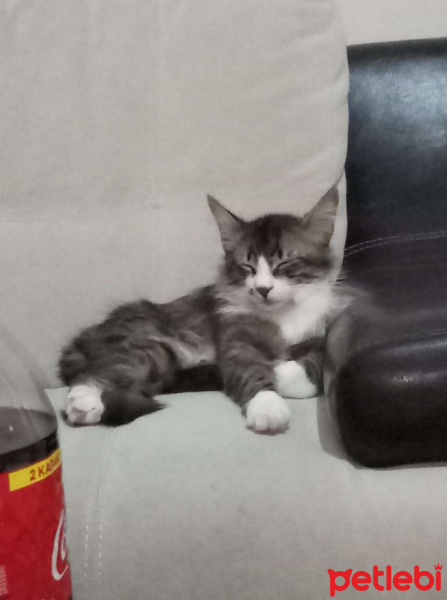 Tekir Kedi, Kedi  Budur fotoğrafı