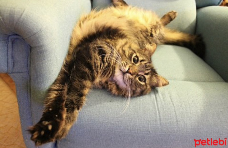Soke, Kedi  Keş fotoğrafı