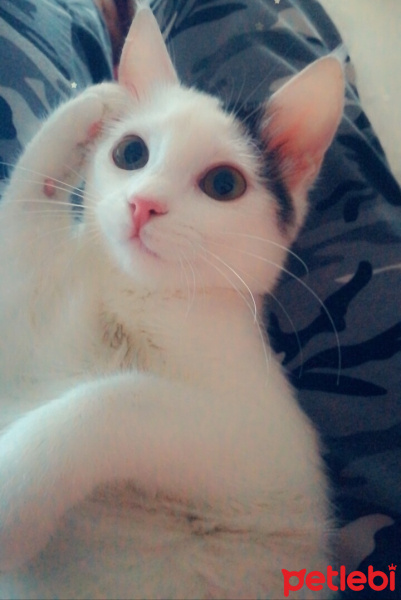 Tekir Kedi, Kedi  Balım fotoğrafı