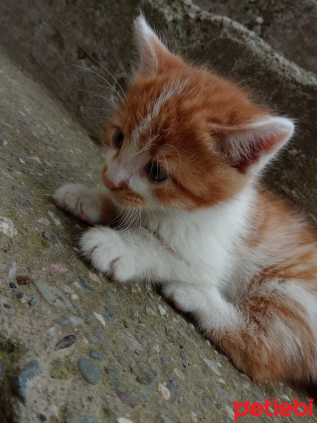 Tekir Kedi, Kedi  Hardal fotoğrafı