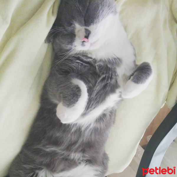 British Shorthair, Kedi  Pars fotoğrafı