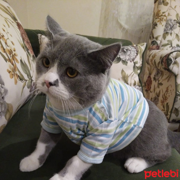 British Shorthair, Kedi  Pars fotoğrafı