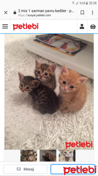 Tekir Kedi, Kedi  Adsız fotoğrafı