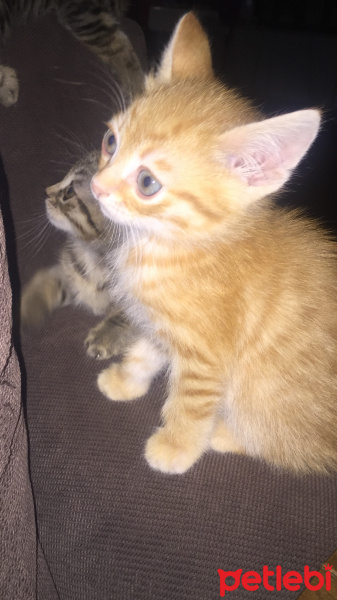 Tekir Kedi, Kedi  Adsız fotoğrafı
