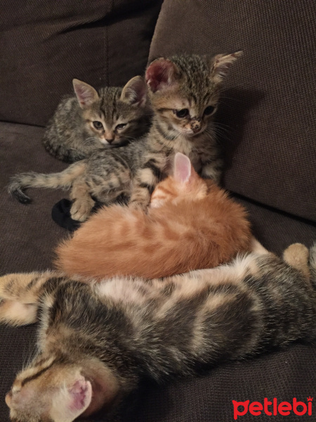 Tekir Kedi, Kedi  Adsız fotoğrafı