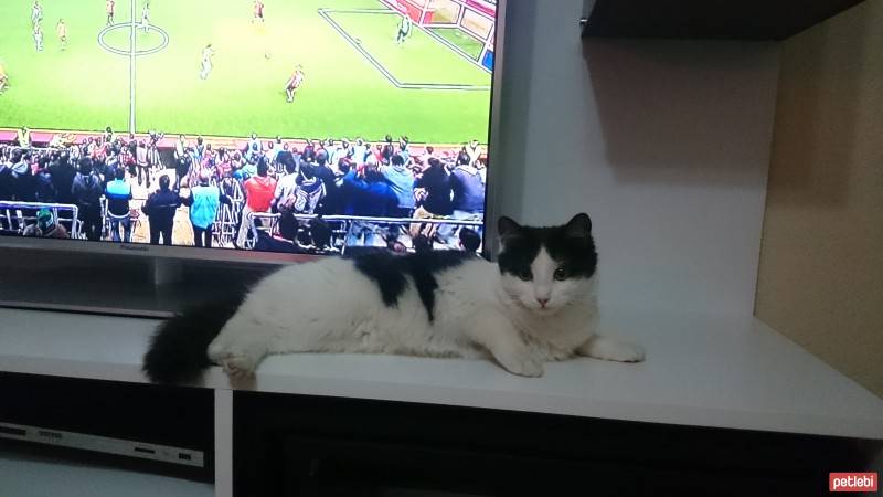 Tuxedo (Smokin) Kedi, Kedi  patiş fotoğrafı