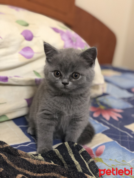 British Shorthair, Kedi  İsimsiz fotoğrafı