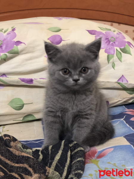 British Shorthair, Kedi  İsimsiz fotoğrafı