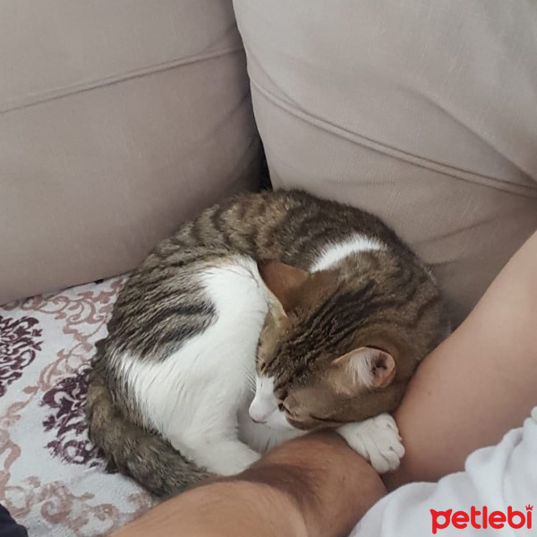 Tekir Kedi, Kedi  Huysuz fotoğrafı