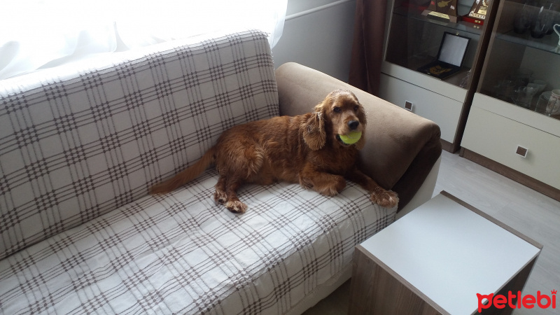 Amerikan Cocker Spaniel, Köpek  MAÇO fotoğrafı