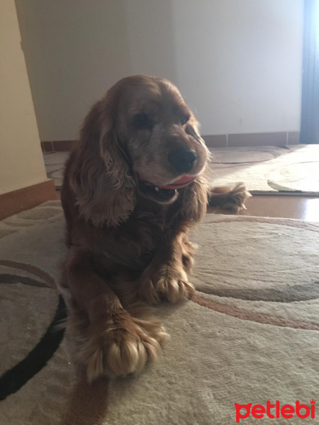 Amerikan Cocker Spaniel, Köpek  MAÇO fotoğrafı