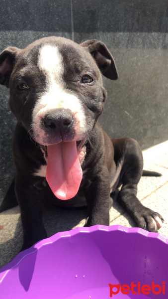 Amerikan Staffordshire Terrier, Köpek  Zeyna fotoğrafı